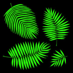 Vector drawing with palm leaves on a black background.