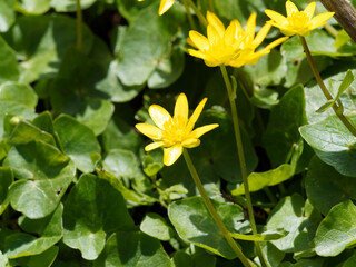 Ficaires fausses-renoncules à fleurs jaune or (Ficaria ranunculoides)