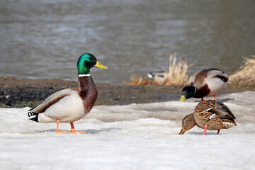 Mallard ducks on a river coast. Male and female wild ducks feeding at spring