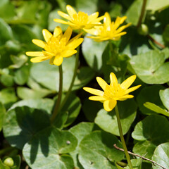 Corolles à pétales jaune brillant, sépales verdâtres au bout d'un long pédoncule sur des petites feuilles cordiformes, nervurées, glabres vert foncé 