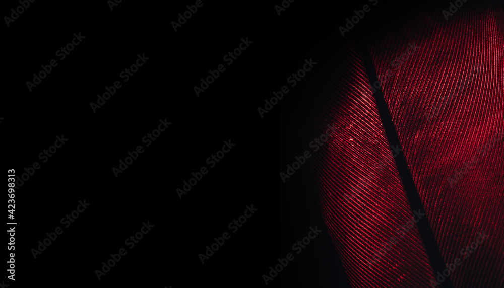 Aufkleber Close up Beautiful RED Bird feather background pattern texture for design. Macro photography view..