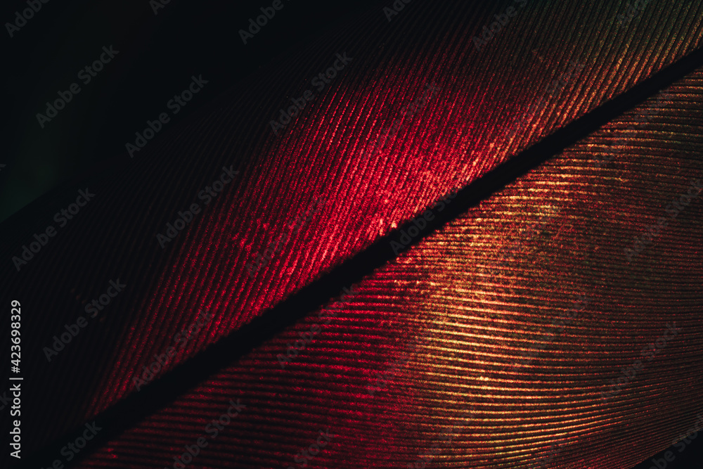 Aufkleber Close up Beautiful RED Bird feather background pattern texture for design. Macro photography view..