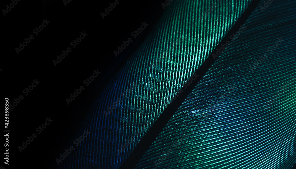 Poster close up beautiful green bird feather background pattern texture for design. macro photography view.