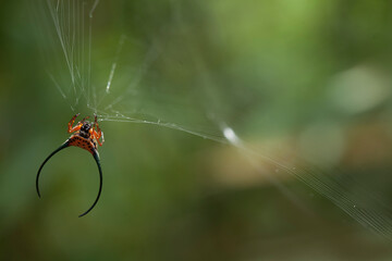 Long Horned Spider in web spider