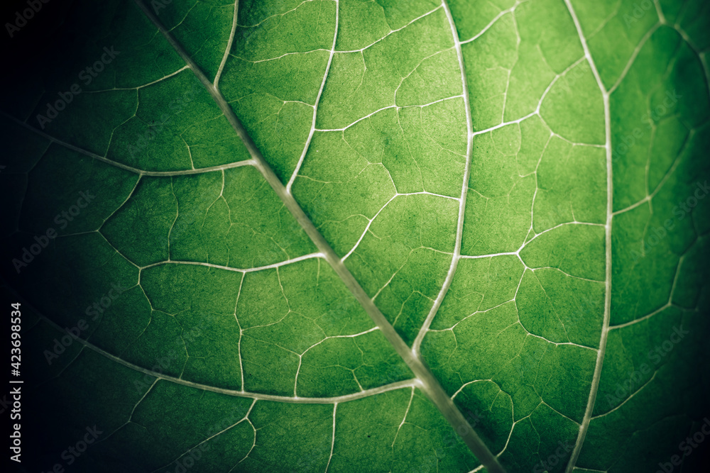 Poster Close up beautiful green leaf background texture. Macro photography view..