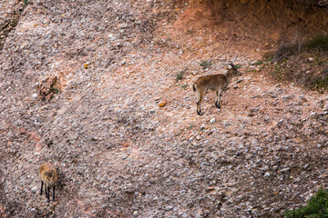 Mountain goat in Montserrat mountain, Barcelona, Spain