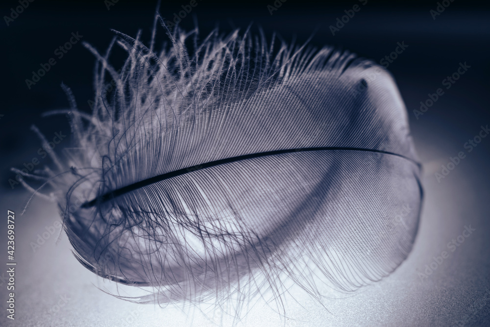 Poster Close up Beautiful gray Bird feather pattern background for design texture. Macro photography view.