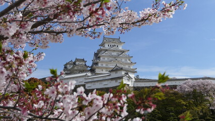 Fototapeta premium Cherry Blossom in Himejijo, Japan