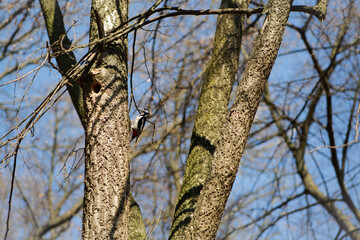 Dendrocopos. Female great spotted woodpecker on a branch in a forest. Great spotted woodpecker. makes a hollow in a tree. bird in the forest, on a tree. wildlife
