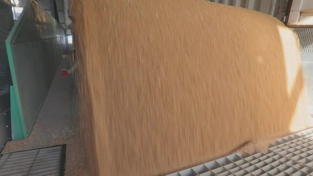 Harvesting wheat. Pouring wheat from a truck to a warehouse. Slow motion frame of a wheat fall close-up