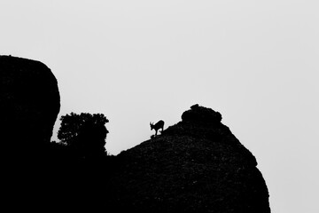 Obraz premium Mountain goat in Montserrat mountain, Barcelona, Spain