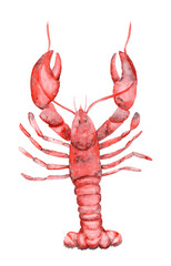 seafood's watercolor illustration isolated red lobster crabs shrimp pattern