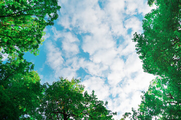 Blue sky with white clouds. Branches of trees in the foreground overhead. copy space