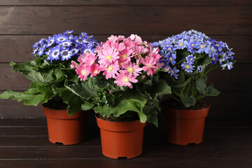 Beautiful cineraria plants in flower pots on wooden table