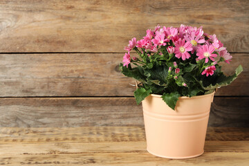 Beautiful pink cineraria flowers in plant pot on wooden table. Space for text