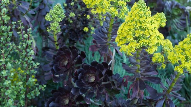 Aeonium arboreum houseleek tree yellow flower, California USA. Irish rose dark succulent inflorescence. Home gardening, american decorative ornamental houseplant, natural botanical desert atmosphere.