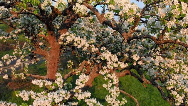 Beautiful blossoming tree in warm sunset light, the camera moves around the branches