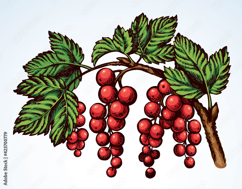 Wall mural Currants on branch. Vector drawing