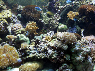 Plakat The Mediterranean sea is the place of life of many organisms and plants, which are best viewed from a safe place. 