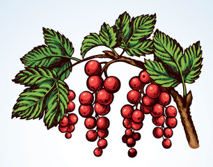 Currants on branch. Vector drawing