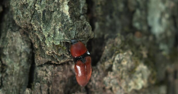 Elater ferrugineus, the rusty click beetle on the tree bark
