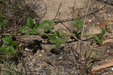 young, green blackberry fruit runners on the dry ground