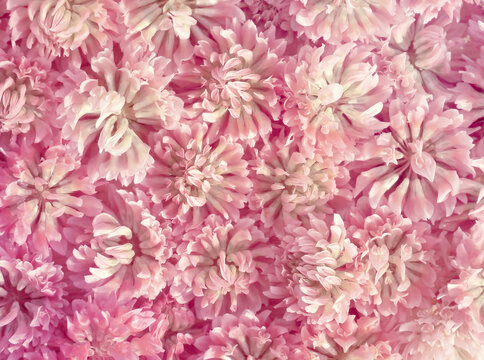 Clover flowers. Pink floral background.