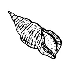 Seashell, ocean nature underwater vector. Hand-drawn marine print