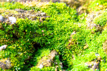 Excellent texture of natural moss.