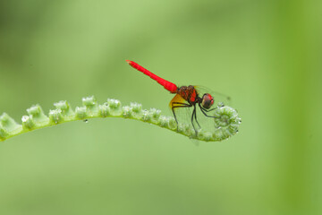 All about Story of Dragonflies
