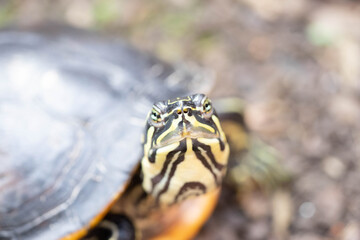 Schildkröte in der Natur