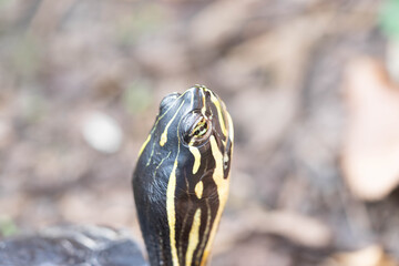 Schildkröte in der Natur