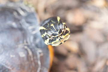 Schildkröte in der Natur