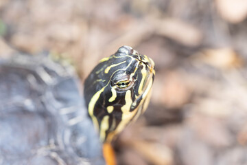 Schildkröte in der Natur