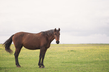 Brown mare horse with the front legs tied. Standing on the green meadow looking at camera. Animal abuse.