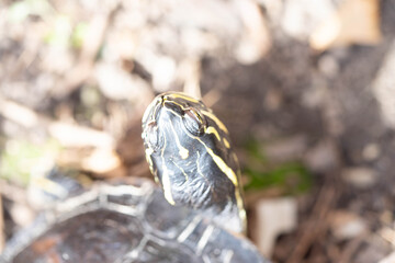 Schildkröte in der Natur