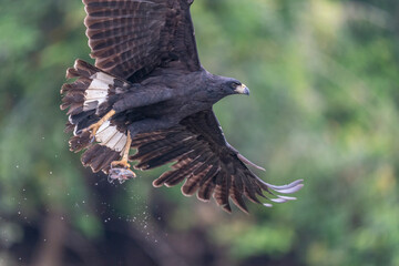 The Great black hawk (Buteogallus urubitinga)