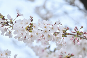桜の花　ソメイヨシノ
