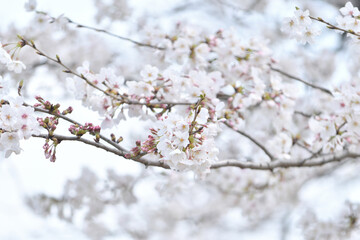 桜の花　ソメイヨシノ
