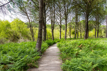 Naklejka premium Wooden path in the Mediterranean pine forest for hiking trails