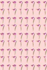 Pattern from crocus flowers