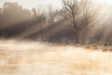 misty morning in the forest