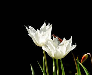 white tulip on black background