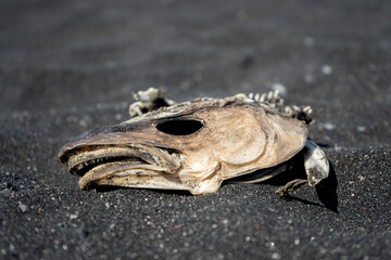 Fish Bone Diamond Beach