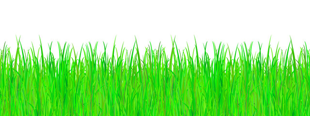 Green summer grass on a white background.