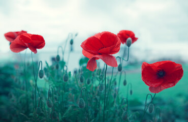 Poppy flowers isolated on gray background