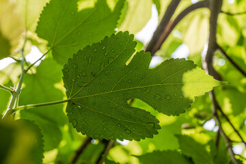 Water droplet on green leaf 