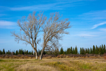 Old black poplars in the floodplain of the Yaya river