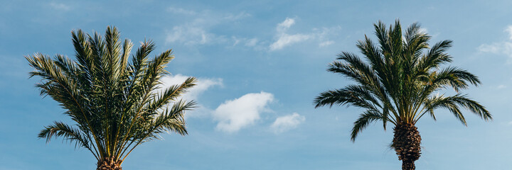 Obraz na płótnie Canvas Palm trees, summer background