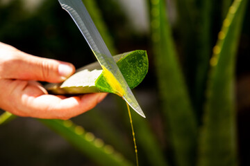Aloe Vera or Babosa. Woman's hand showing the natural gel from within the Aloe Vera foliage